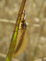 Myrmecaelurus trigrammus