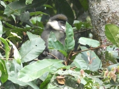 Cercopithecus ascanius schmidti