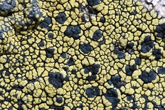 Calvitimela armeniaca