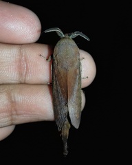Kunugia latipennis