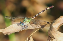 Erpetogomphus eutainia