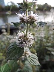 Mentha aquatica