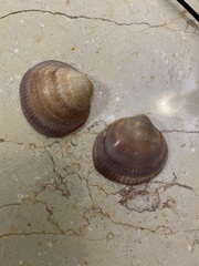 Glycymeris nummaria
