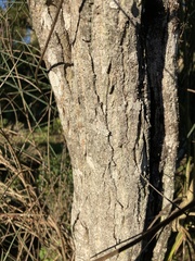 Spartium junceum