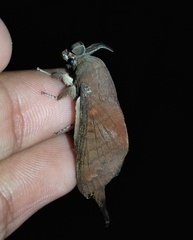 Kunugia latipennis