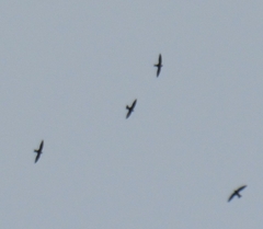 Streptoprocne zonaris