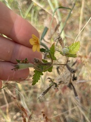 Mentzelia aspera