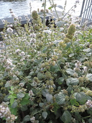 Mentha aquatica