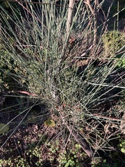 Spartium junceum