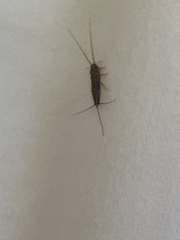 Ctenolepisma lineatum