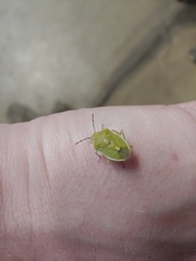 Chlorochroa uhleri