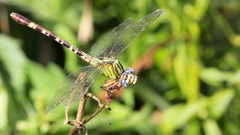 Erpetogomphus eutainia