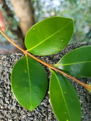 Syzygium elliptifolium