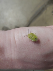 Chlorochroa uhleri