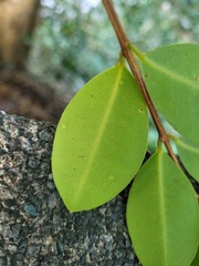 Syzygium elliptifolium