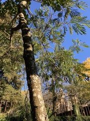 Leucaena leucocephala