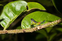 Liebermannacris dorsualis