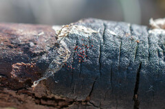 Dialonectria episphaeria