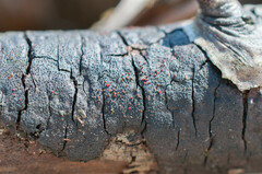 Dialonectria episphaeria