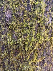 Dendroalsia abietina