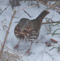 Passerella iliaca iliaca