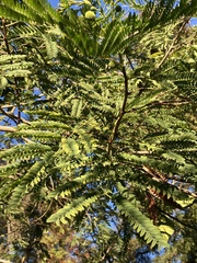 Leucaena leucocephala
