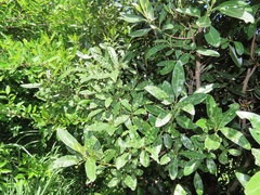 Eriophyes inermae