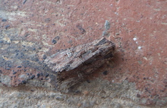 Mniotype occidentalis