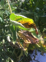 Xanthomonas campestris