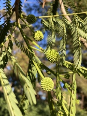 Leucaena leucocephala