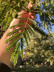 Leucaena leucocephala