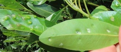 Eriophyes inermae