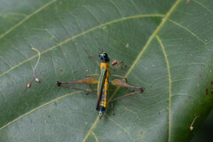 Eumastax