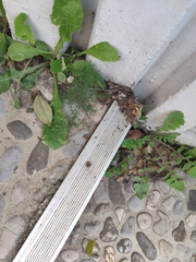 Asparagus acutifolius