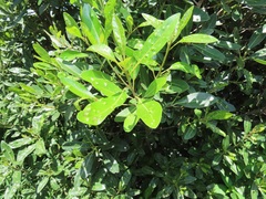 Eriophyes inermae