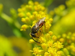 Sphecodogastra