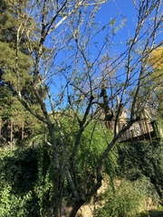 Vachellia farnesiana