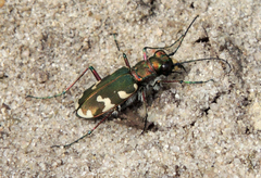 Cicindela hybrida