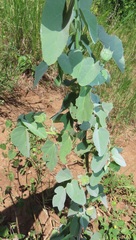 Abutilon austro-africanum