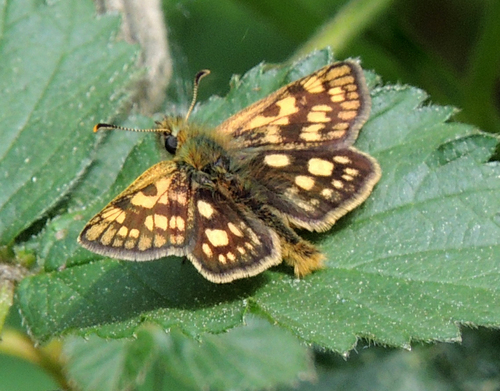 Chequered Skipper, Goirle, Nederland, photo 10 of 10