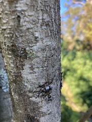 Vachellia farnesiana