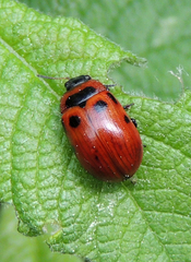 Gonioctena viminalis