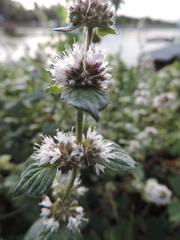 Mentha aquatica