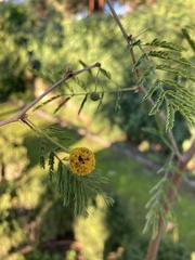 Vachellia farnesiana