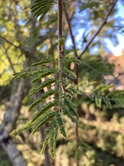 Vachellia farnesiana