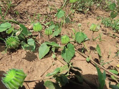 Abutilon sonneratianum