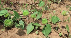 Abutilon sonneratianum