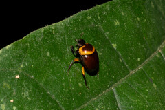 Canthon luteicollis