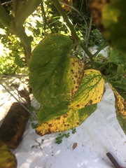 Xanthomonas campestris