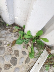Crepis sancta